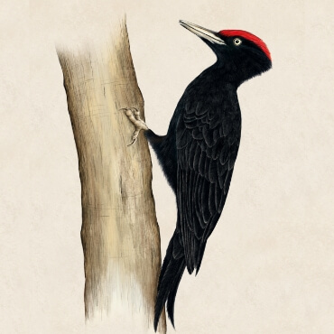 Ilustracja przedstawiająca dzięcioła czarnego na drzewie