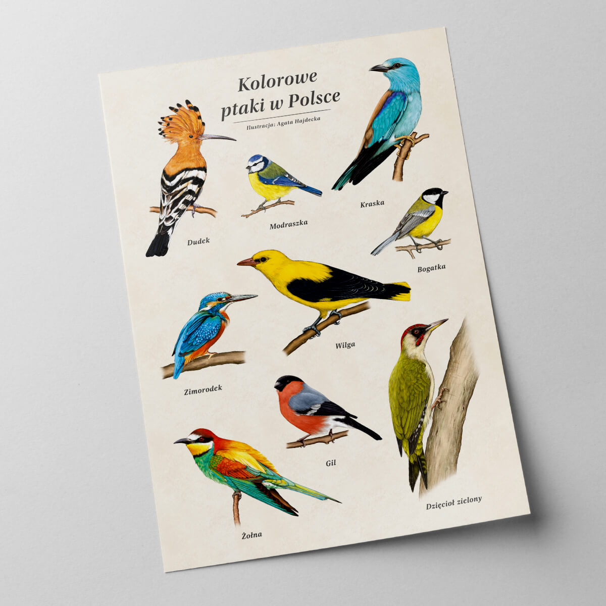plakat edukacyjny kolorowe ptaki w Polsce b2 brak oprawy