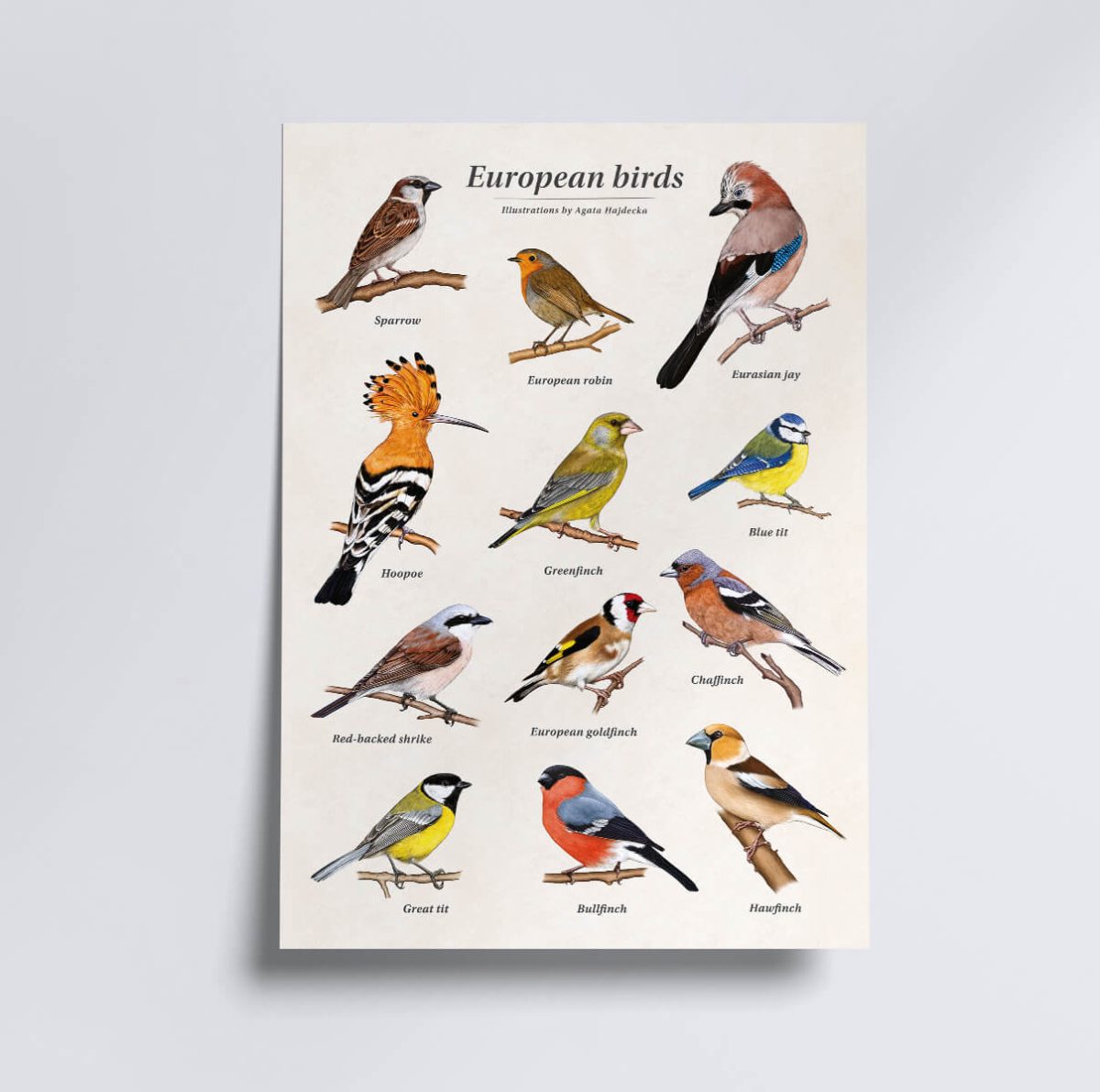 plakat edukacyjny european birds b2 brak oprawy