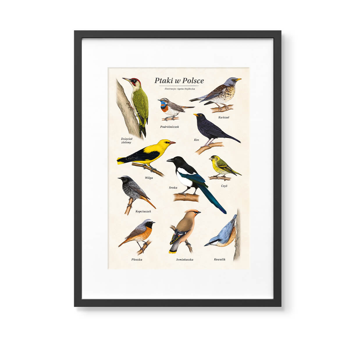 ilustracja ptaki w Polsce a3 oprawiona w ramkę z passe-partout