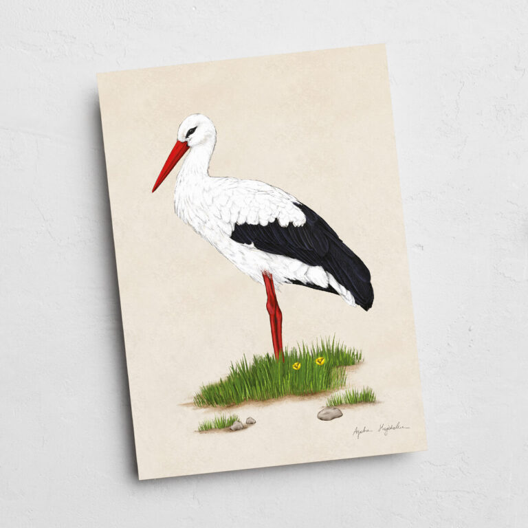 Ilustracja bociana białego b6 brak oprawy Tukan Media