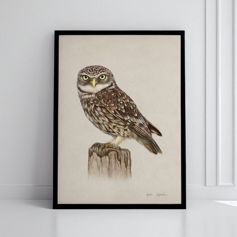 Ilustracja pójdźka w formacie 21x30 cm oprawionej w czarną ramkę Tukan Media