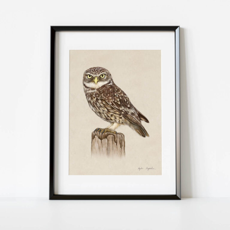 Ilustracja pójdźka w formacie 30x40 cm oprawionej w ramkę passe-partout Tukan Media