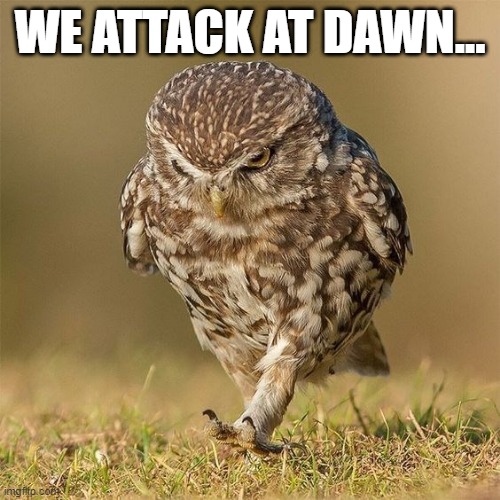 Sowa pójdźka meme