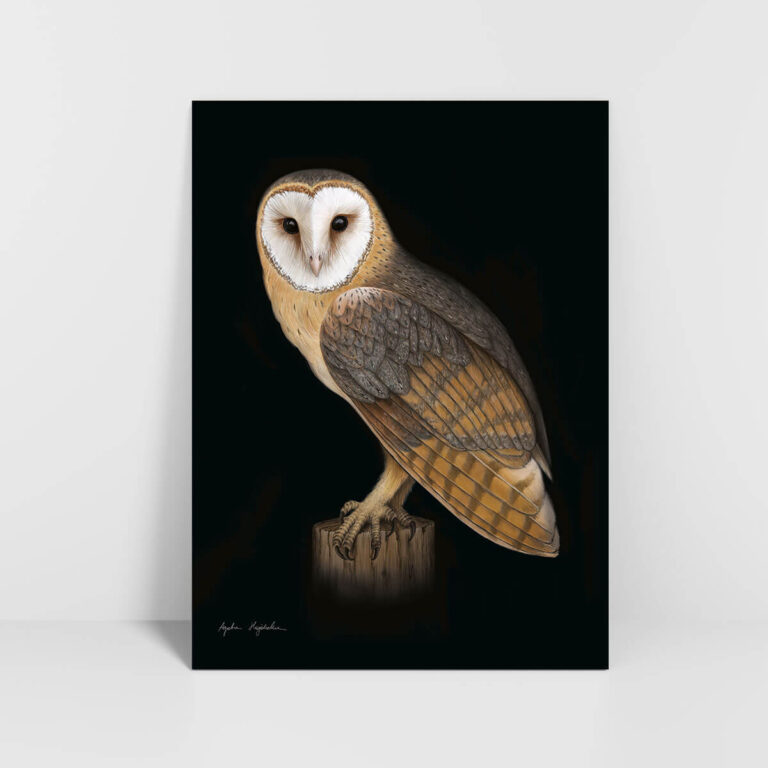 Ilustracja sowa płomykówka na czarnym tle w formacie 30x40 cm bez oprawy Tukan Media