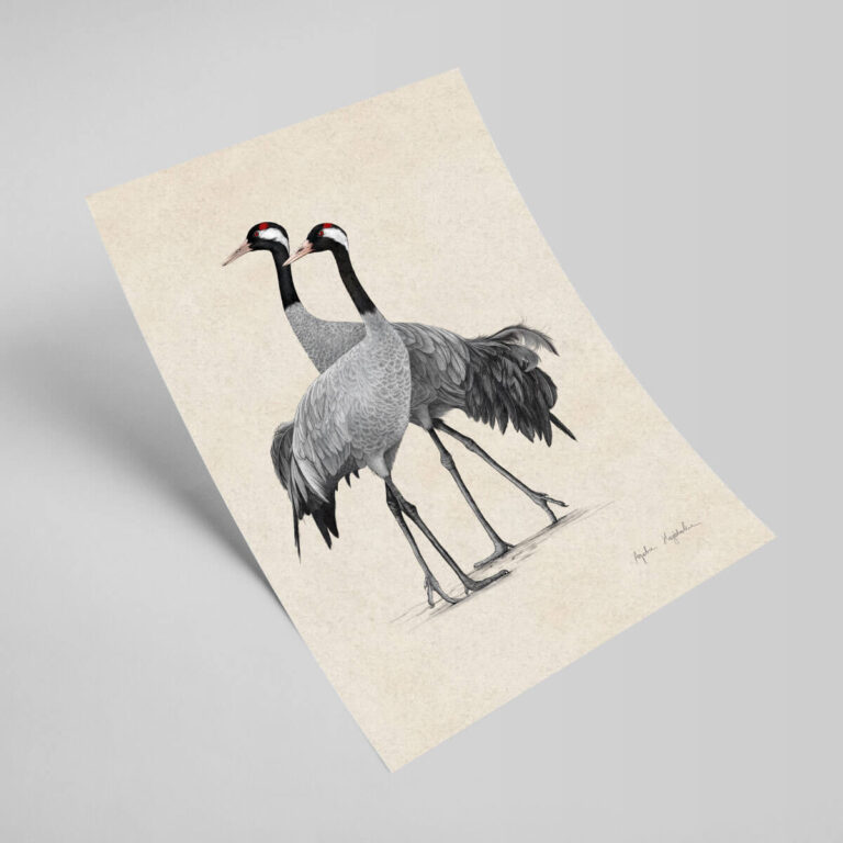 Ilustracja żurawie w formacie 21x30 cm bez oprawy Tukan Media
