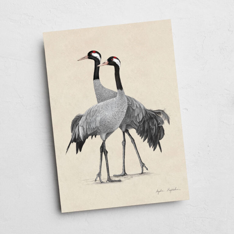 Ilustracja żurawie w formacie 13x18 cm bez oprawy Tukan Media